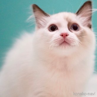 販売中の東京都のラグドール-110885の3枚目